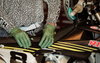 FIST HANDWEAR Strapped Earth Stocker Gloves, Olive, XS – F-GS-01529-XS